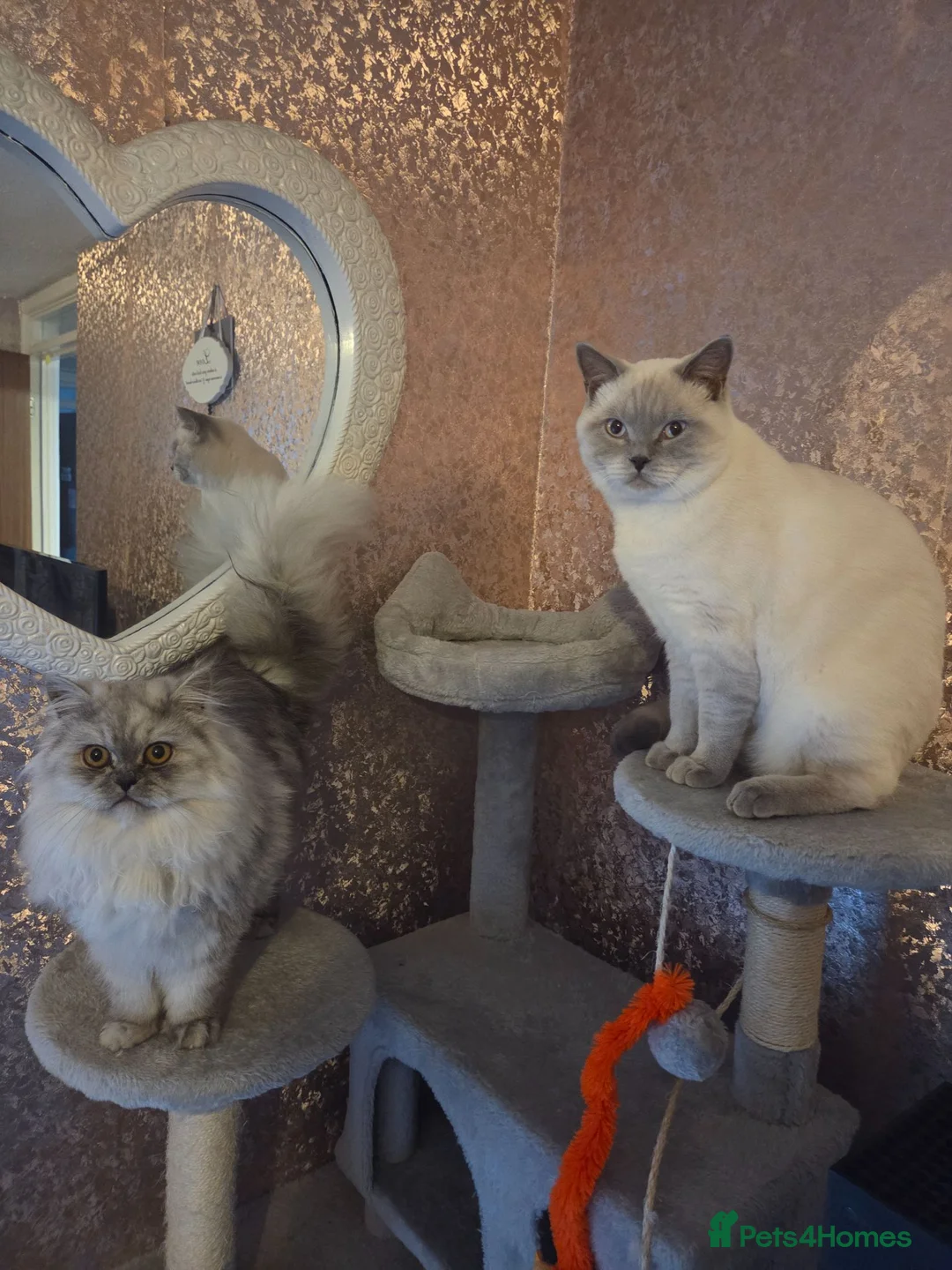 British Longhair cats for sale: Beautifull Kittens for sale. - Advert 2