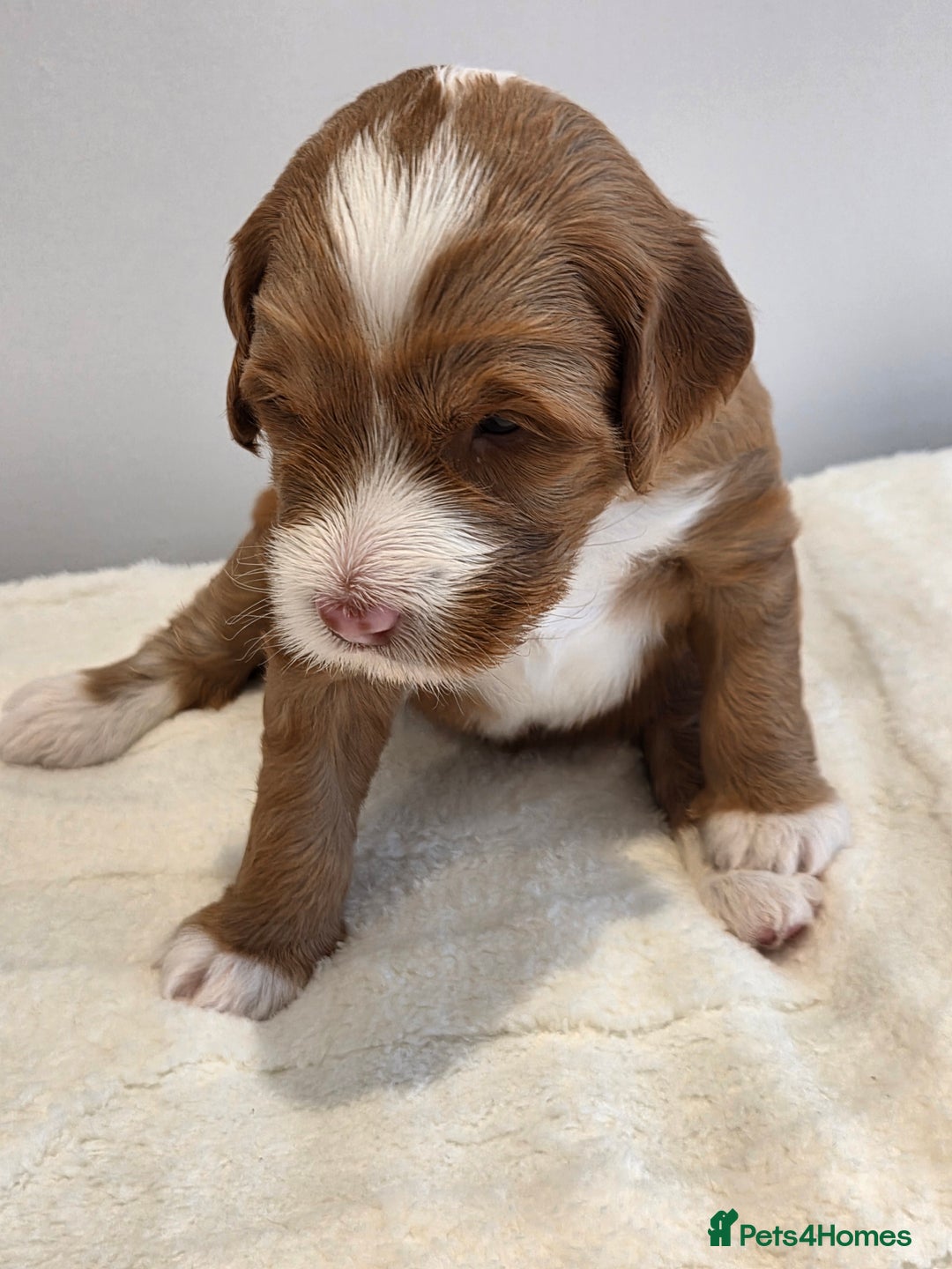 Australian Labradoodle dogs for sale: Australian Labradoodle Puppies  - Image 19