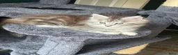 Maine Coon cats for sale: Beautiful Tica Registered kittens - Advert 9