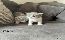 British Shorthair cats for sale: British shorthair cross - Image 14