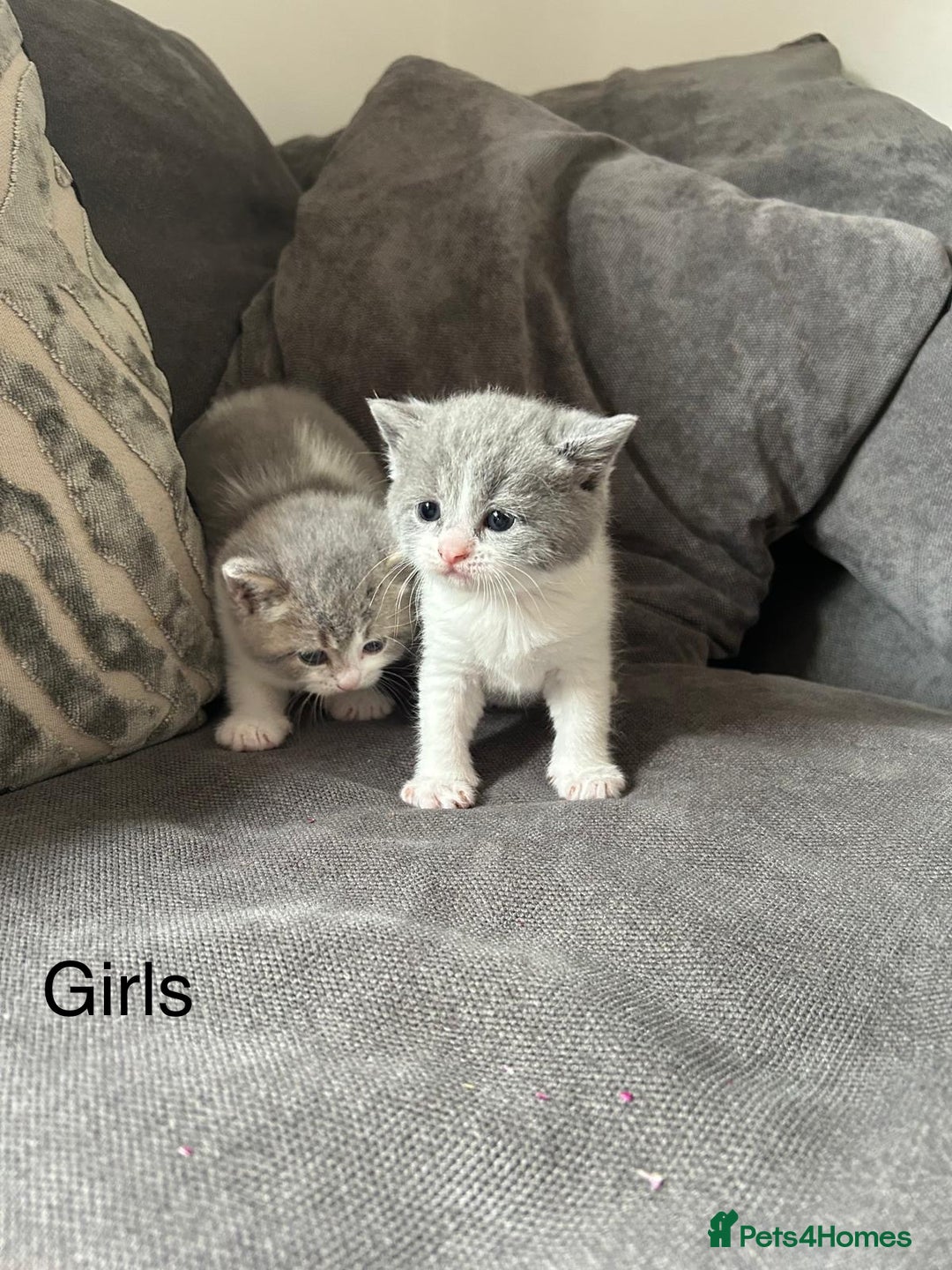 British Shorthair cats for sale: British shorthair cross - Image 14