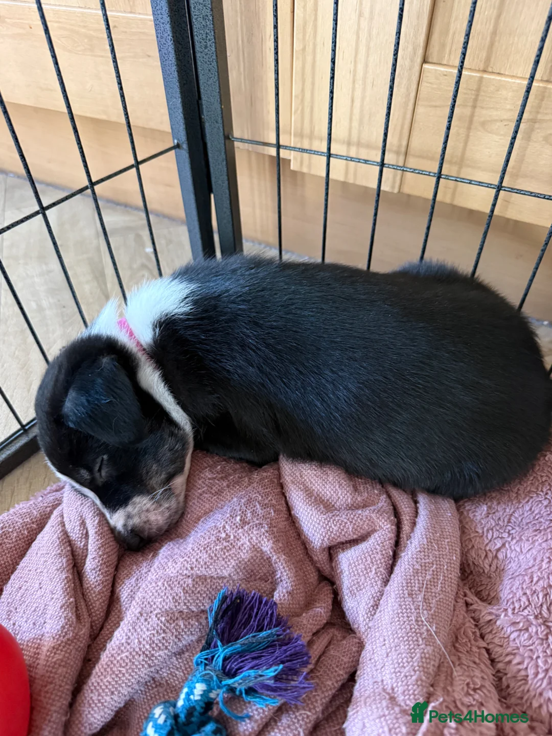 Border Collie dogs for sale: Tri colour border collies in Mansfield - Advert 13