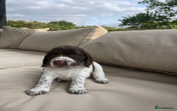 Sprocker dogs for sale: Sprocker Spaniel Puppies - Image 10