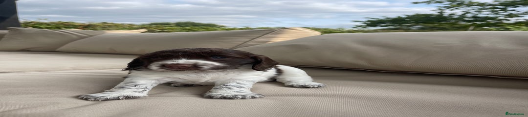 Sprocker Puppy 5