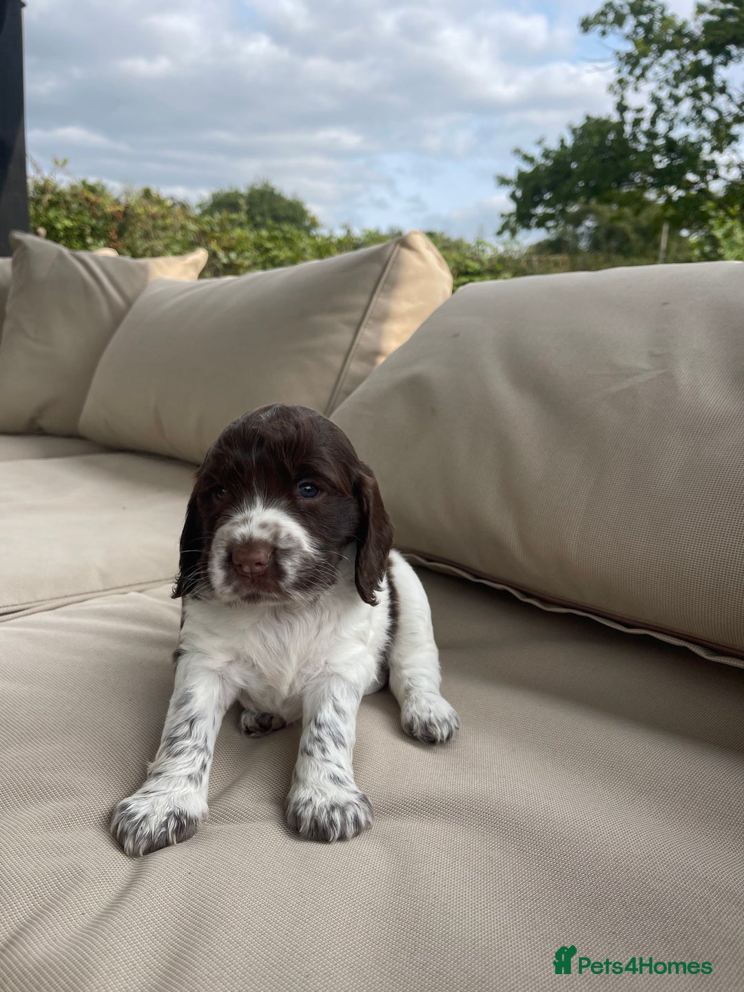 Sprocker dogs for sale: Sprocker Spaniel Puppies - Image 10