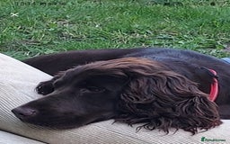 Cockapoo dogs for sale: Stunning F1 Cocokapoos - Image 15