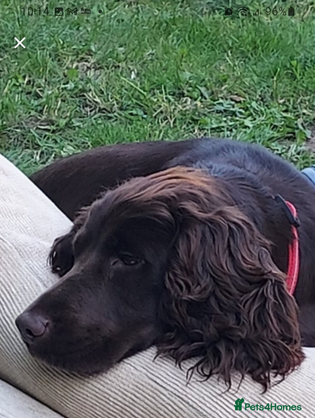 Cockapoo dogs for sale: Stunning F1 Cocokapoos - Image 15