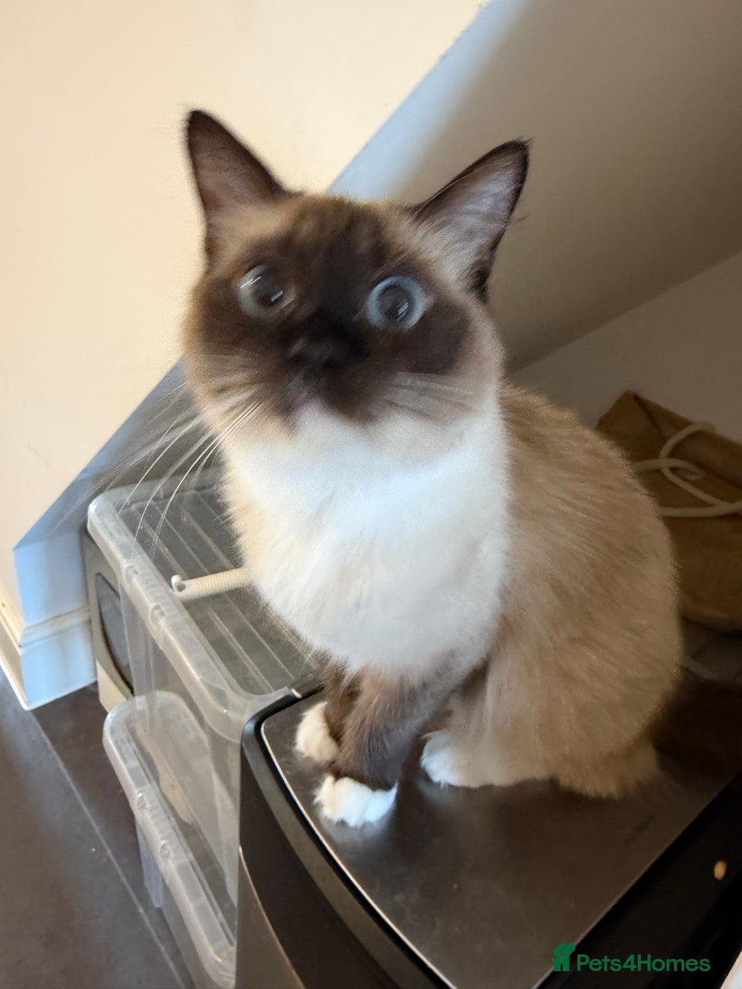Ragdoll cats for sale: 1 year old Ragdoll cat needing a new home - Image 2