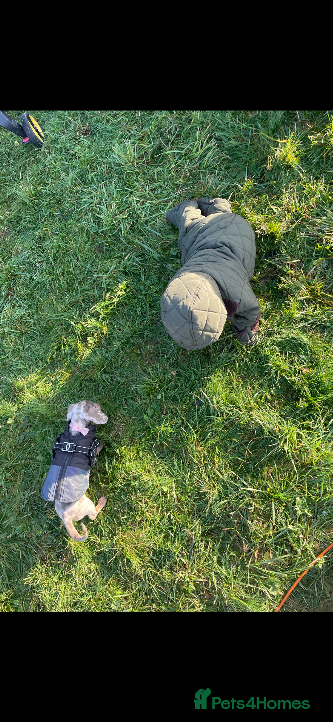 Miniature Dachshund dogs for sale: miniature dashhound  - Advert 5