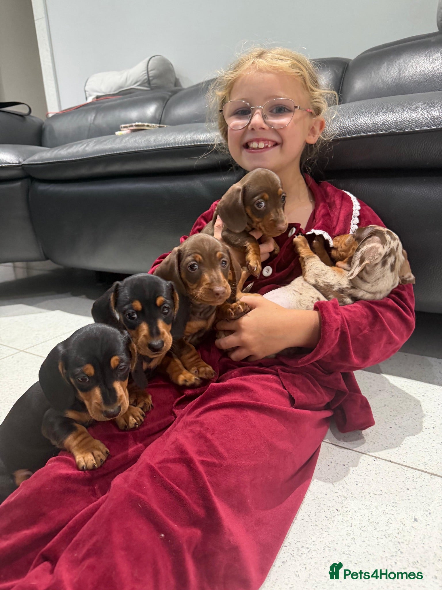 Miniature Dachshund dogs Miniature Dachshunds  - Advert 12