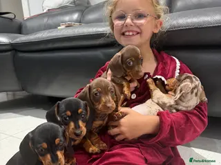 Miniature Dachshund dogs Miniature Dachshunds - Advert 1