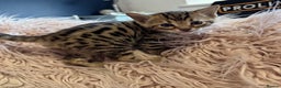 Bengal cats for sale: Beautiful Bengal Kittens - only GIRL available  - Advert 30