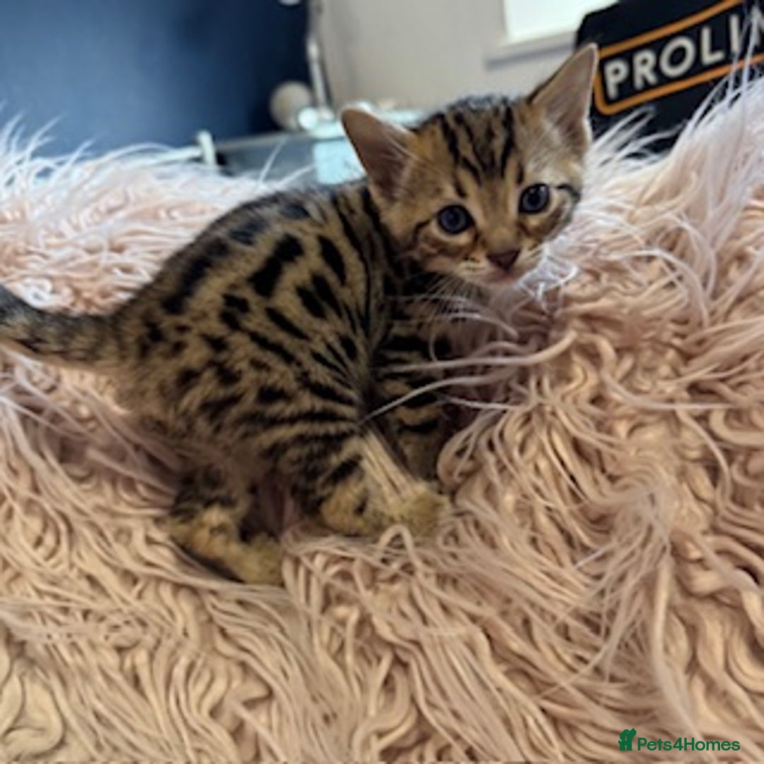 Bengal cats for sale: Beautiful Bengal Kittens - only GIRL available  - Advert 30