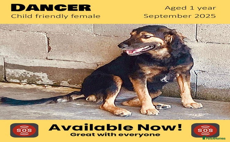 Mixed Breed dogs - Advert 12