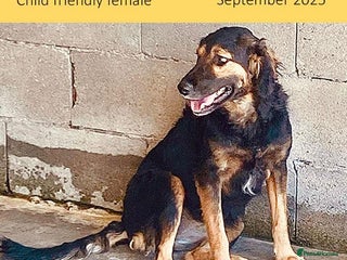 Mixed Breed dogs Dancer, Approx 13 months, Reserved STC. - Advert 1