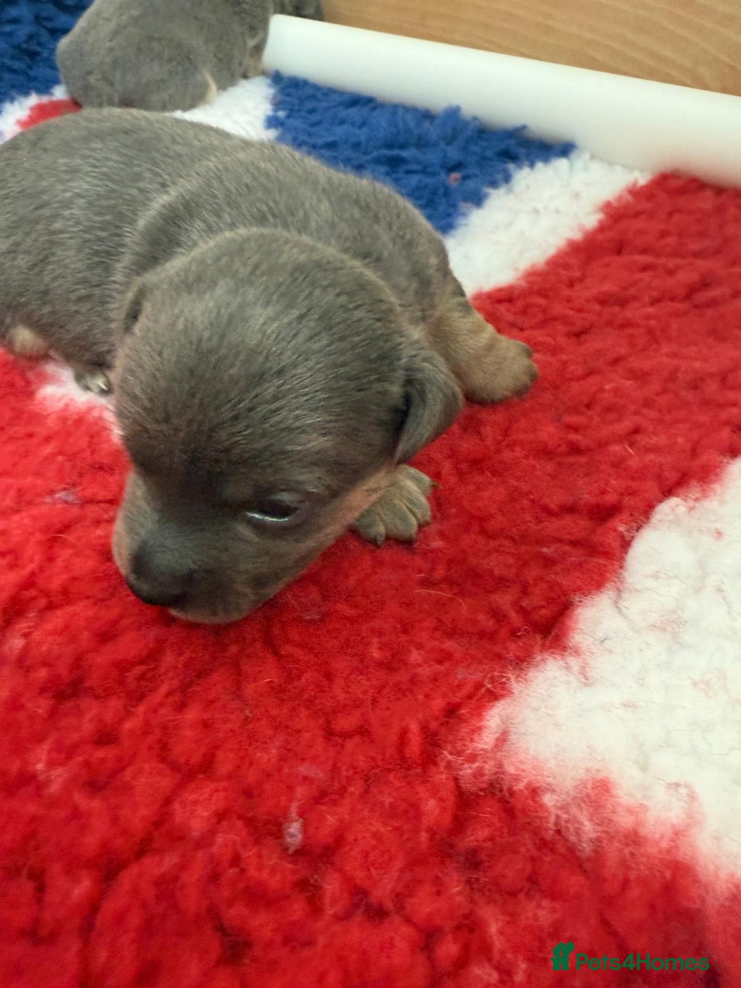 Jack Russell dogs for sale: Jack Russell Puppies 4 boys 1 girl available - Image 4