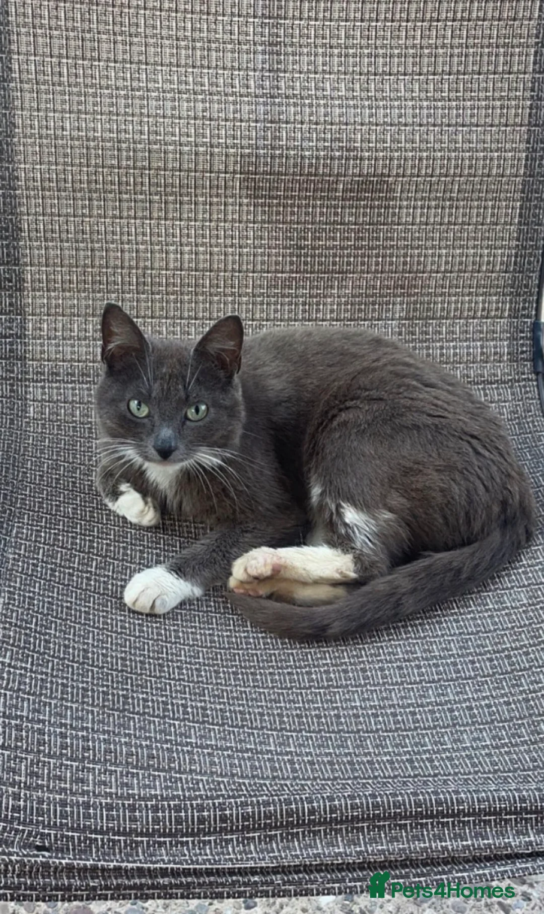 Mixed Breed cats for sale: Beautiful kittens  - Advert 10