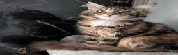 Maine Coon cats for sale: Mainecoon - Advert 11
