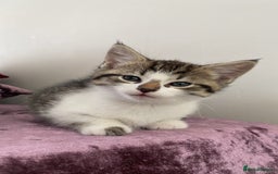 Mixed Breed cats for sale: Adorable mixed breed siblings!🥺 - Advert 6