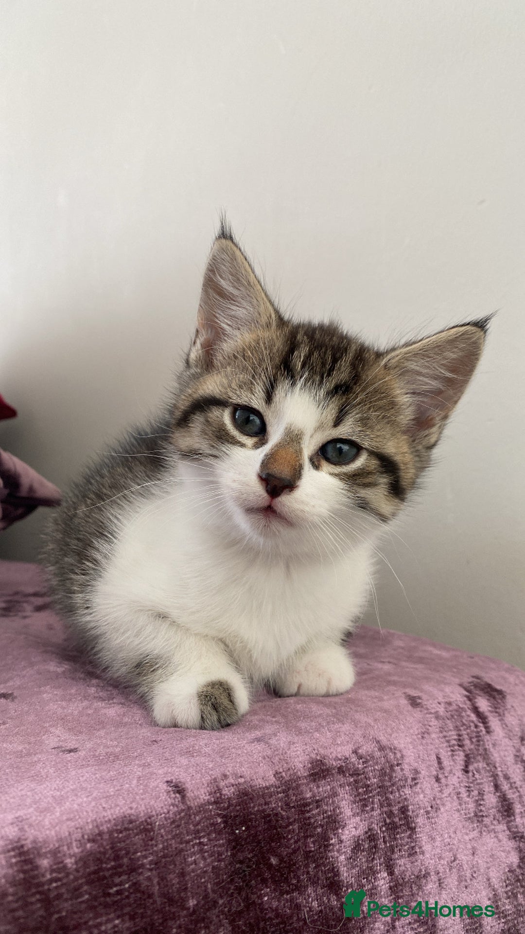 Mixed Breed cats for sale: Adorable mixed breed siblings!🥺 - Advert 6