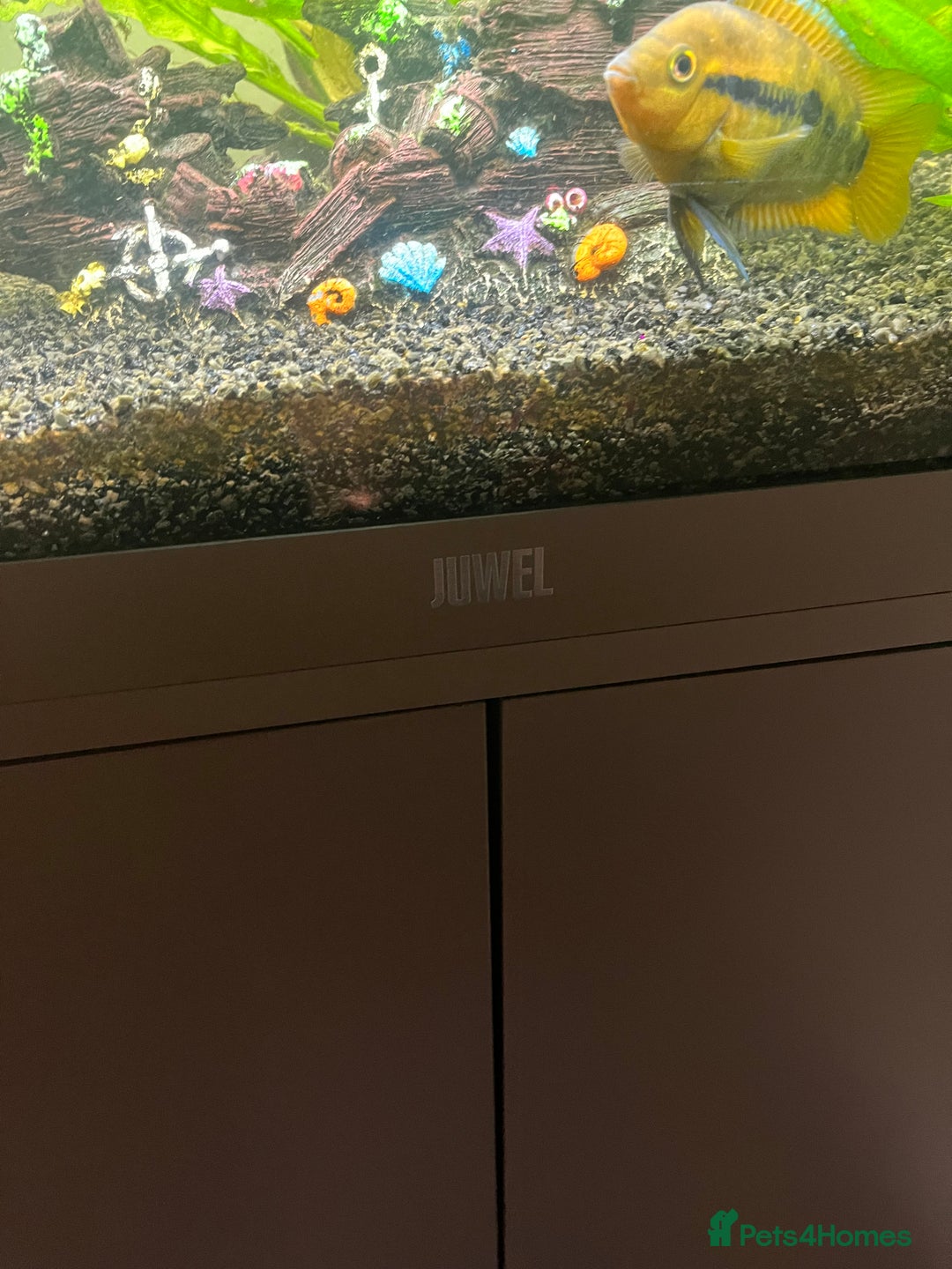 Tetras fish for sale: Fluval aquarium  - Advert 6