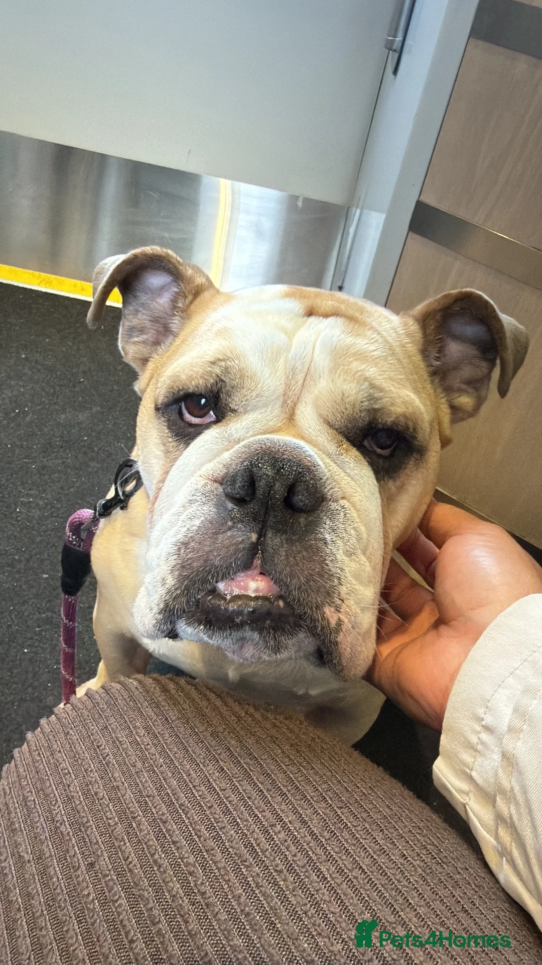 English Bulldog dogs for sale: English bulldog  - Advert 1