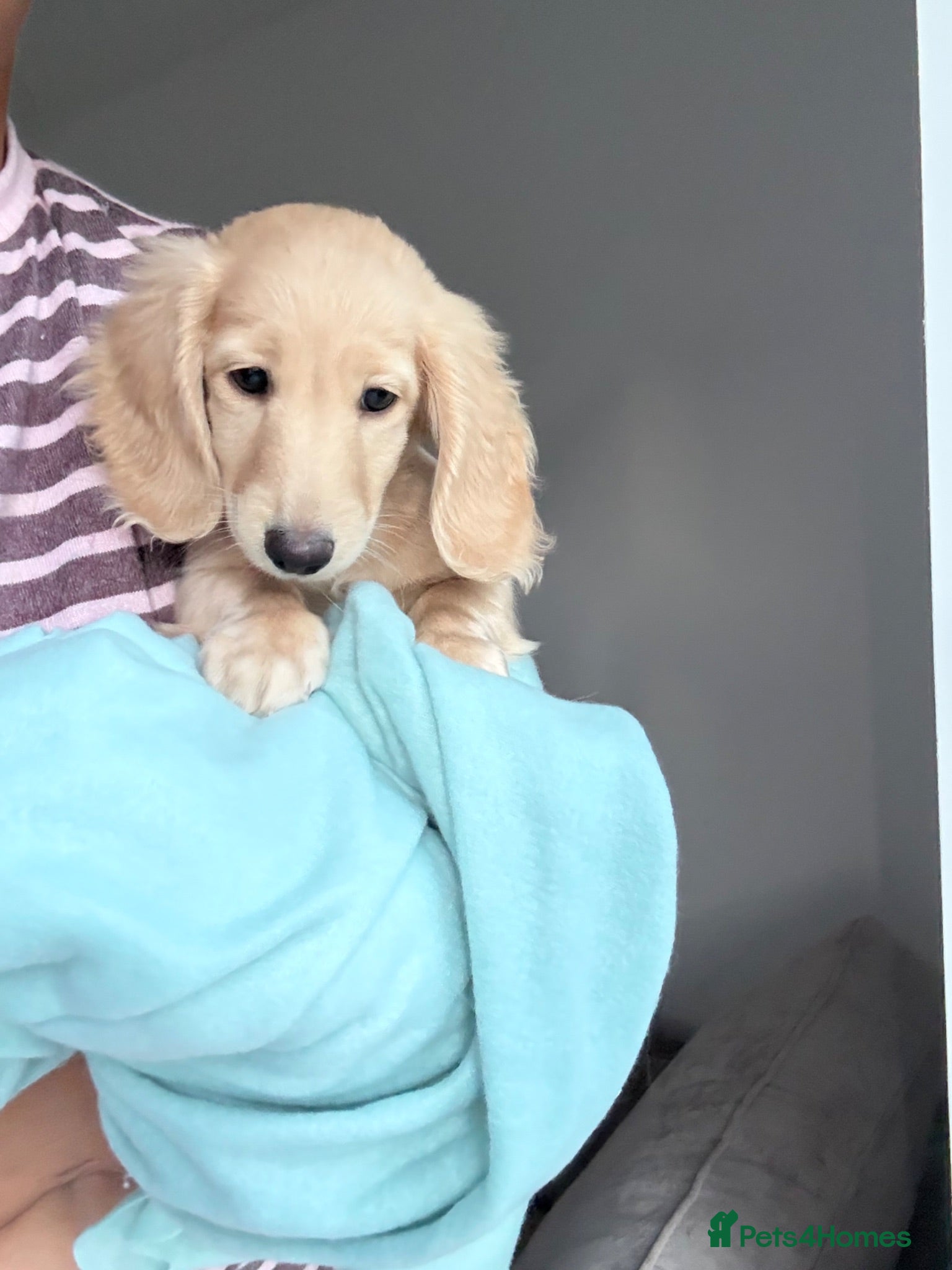 Miniature Dachshund dogs Kc Last boy! - Advert 2