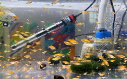 Platies fish for sale: Small platys and Guppys for sale £1 each-Fish only in Bromley - Image 14