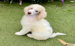 Standard Poodle dogs for sale: Stunning KC reg standard poodle  - Image 5