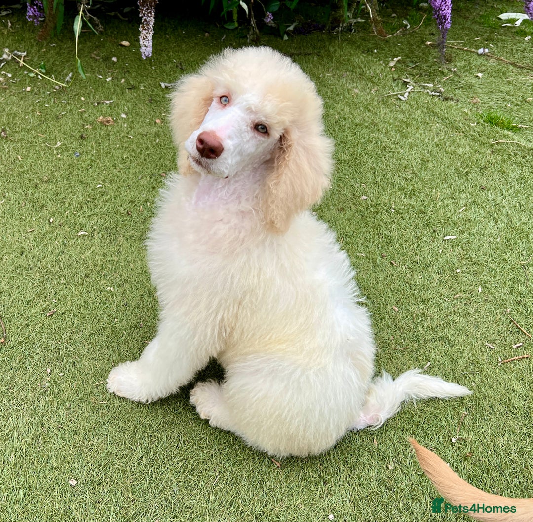Standard Poodle dogs for sale: Stunning KC reg standard poodle  - Image 5