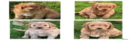 Labradoodle dogs for stud: KC Reg TOY POODLE Stud Dog DNA Tested Somerset - Advert 2