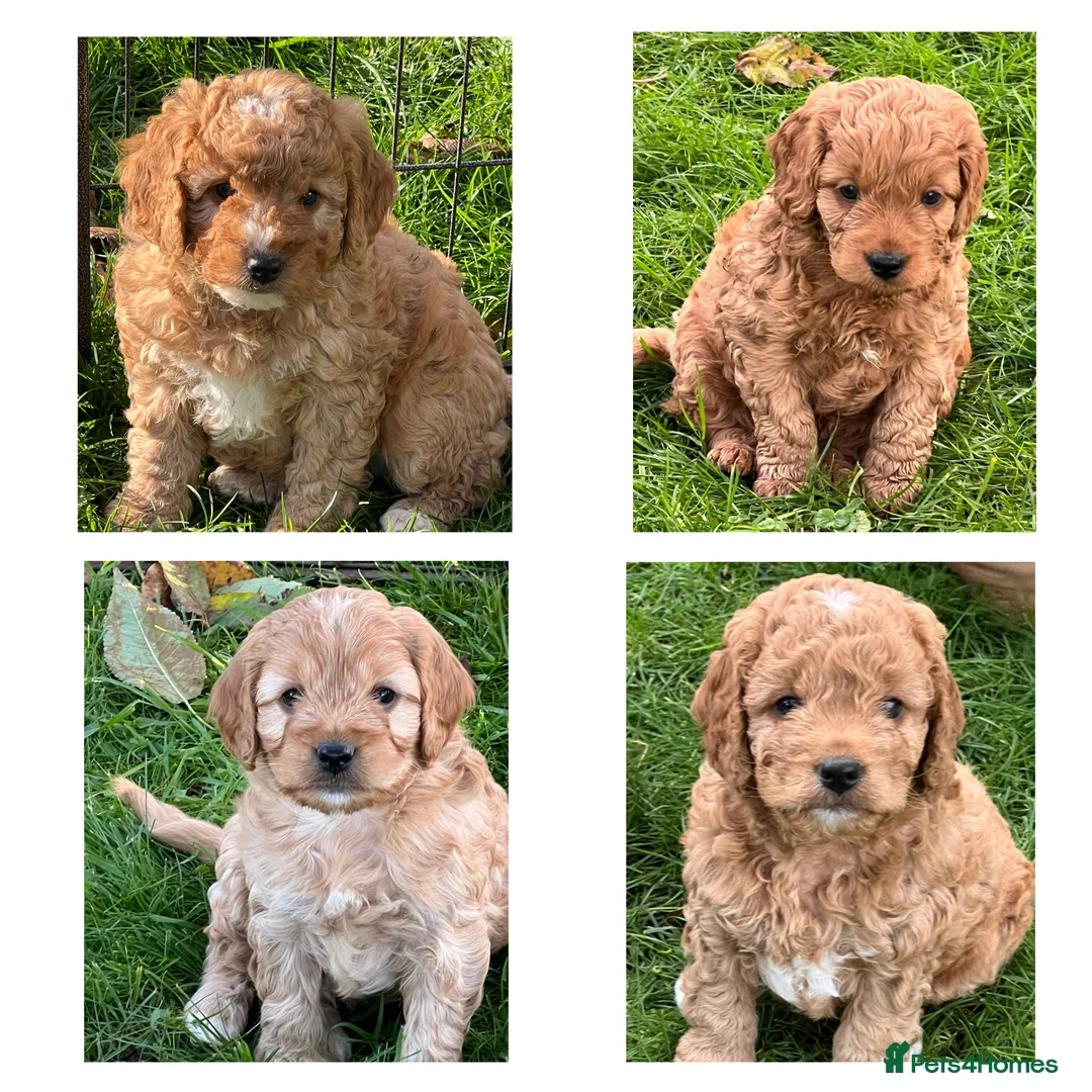 Labradoodle dogs for stud: KC Reg TOY POODLE Stud Dog DNA Tested Somerset - Advert 2