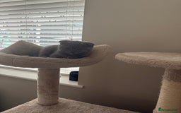 Scottish Fold cats for sale: Scottish fold girl - Image 3