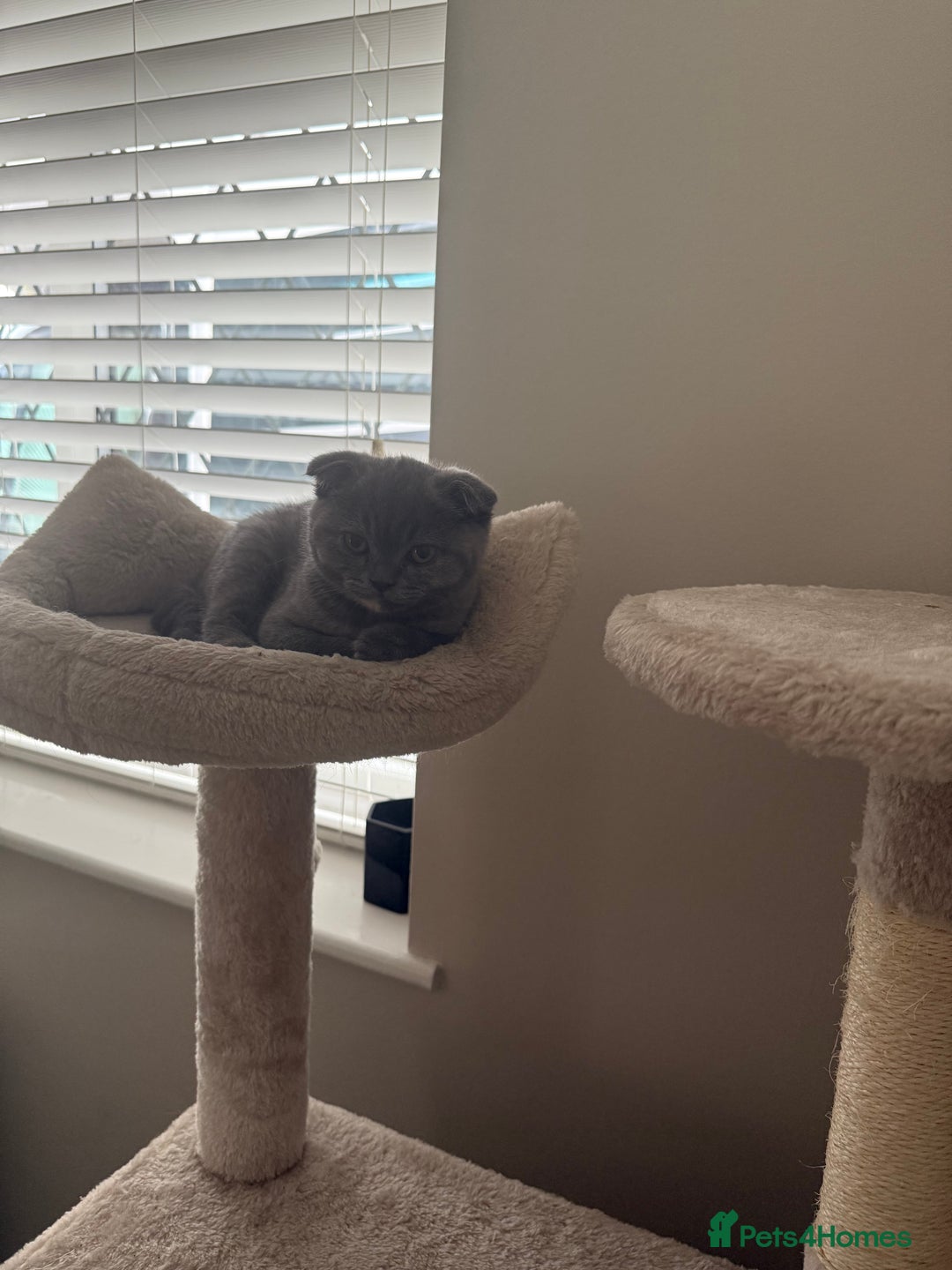 Scottish Fold cats for sale: Scottish fold girl - Image 3