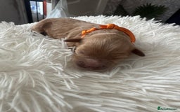 Mixed Breed dogs for sale: Cavapoochon Puppies ** 3 Girls 1 Boy remaining ** - Image 15