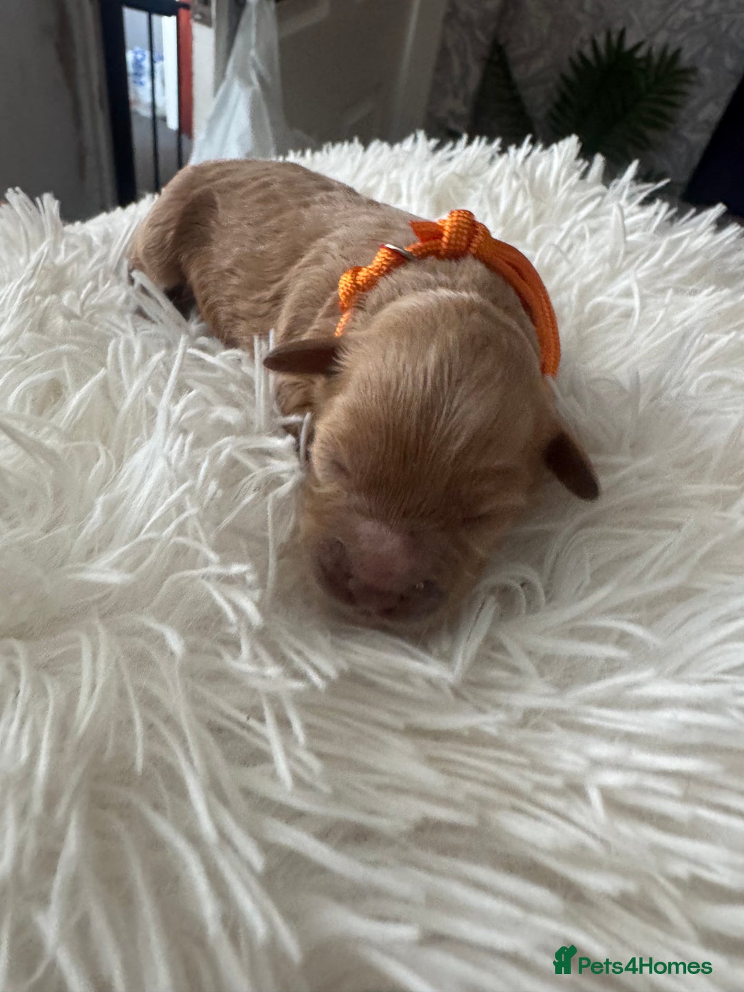 Mixed Breed dogs for sale: Cavapoochon Puppies ** 3 Girls 1 Boy remaining ** - Image 15