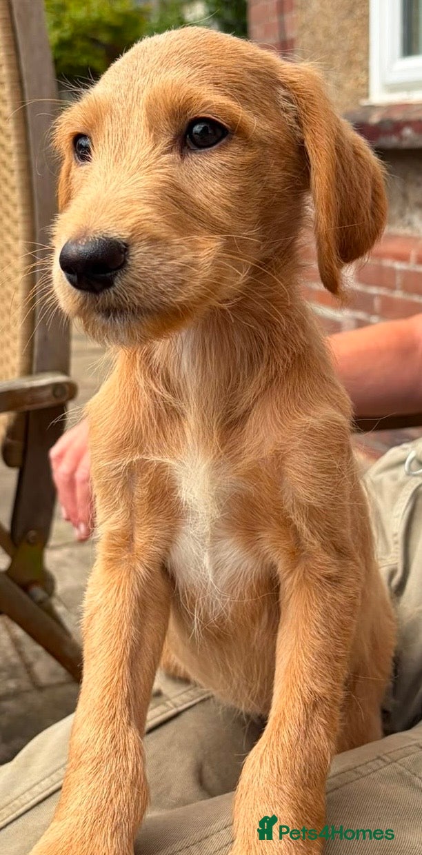 Labradoodle dogs FULLY VACCINATED Mini Australian Labradoodle x - Advert 2