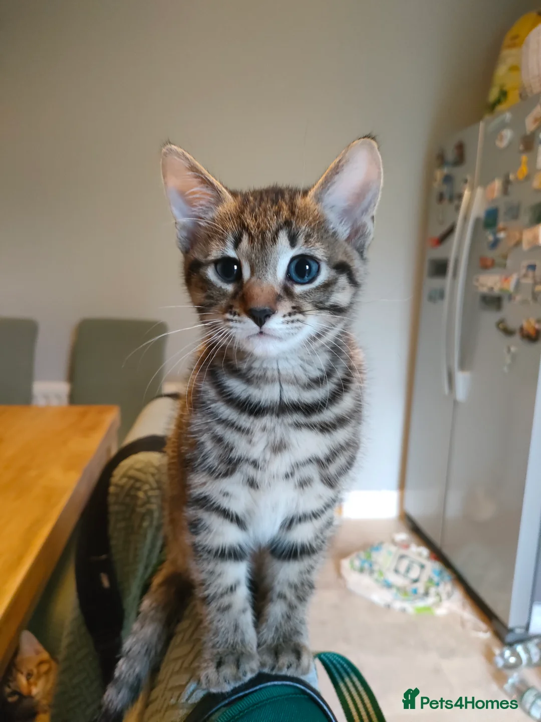 Mixed Breed cats for sale: 3 beautiful kittens - Advert 3