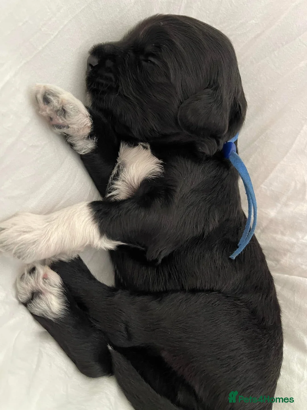Portuguese Water Dog dogs for sale: 5🌟 champion lines Portuguese water puppies  in Chichester - Advert 21