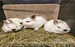 Netherland Dwarf rabbits for sale: Male Himalayan Netherland Dwarfs  - Image 8