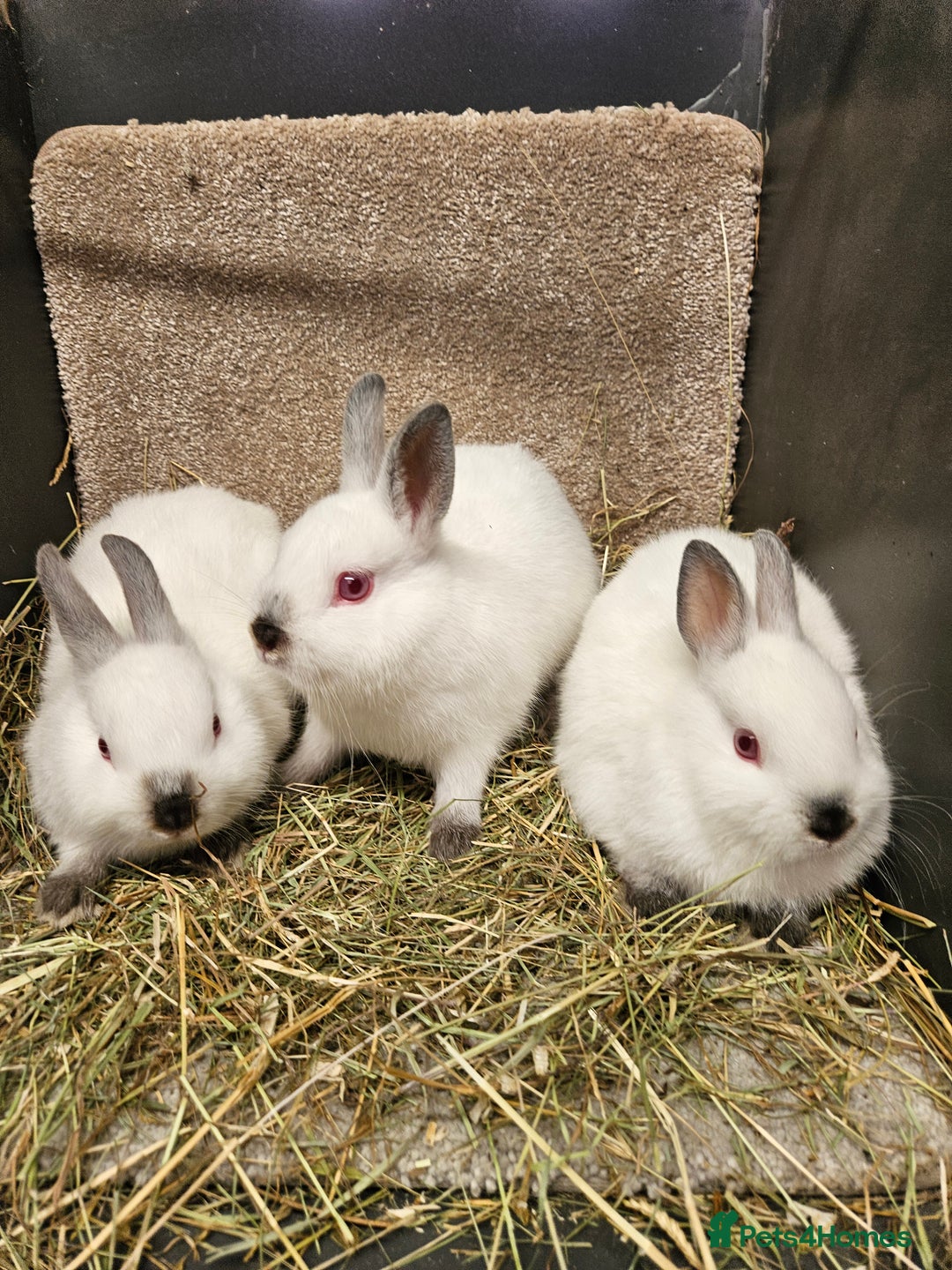 Netherland Dwarf rabbits for sale: Male Himalayan Netherland Dwarfs  - Image 8