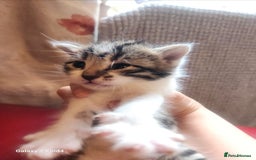 Mixed Breed cats for sale: 4 gorgeous kittens - Image 11
