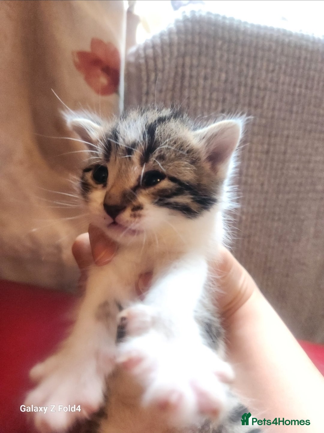 Mixed Breed cats for sale: 4 gorgeous kittens - Image 11