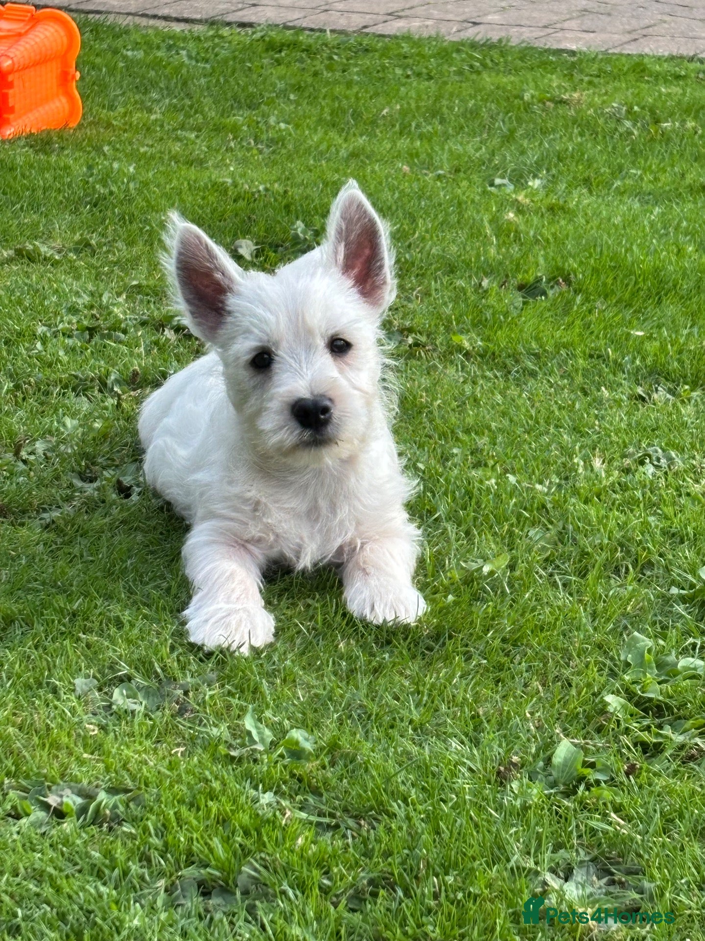 West Highland Terrier dogs ROYAL KENNEL CLUB WEST HIGHLAND TERRIES - Advert 1