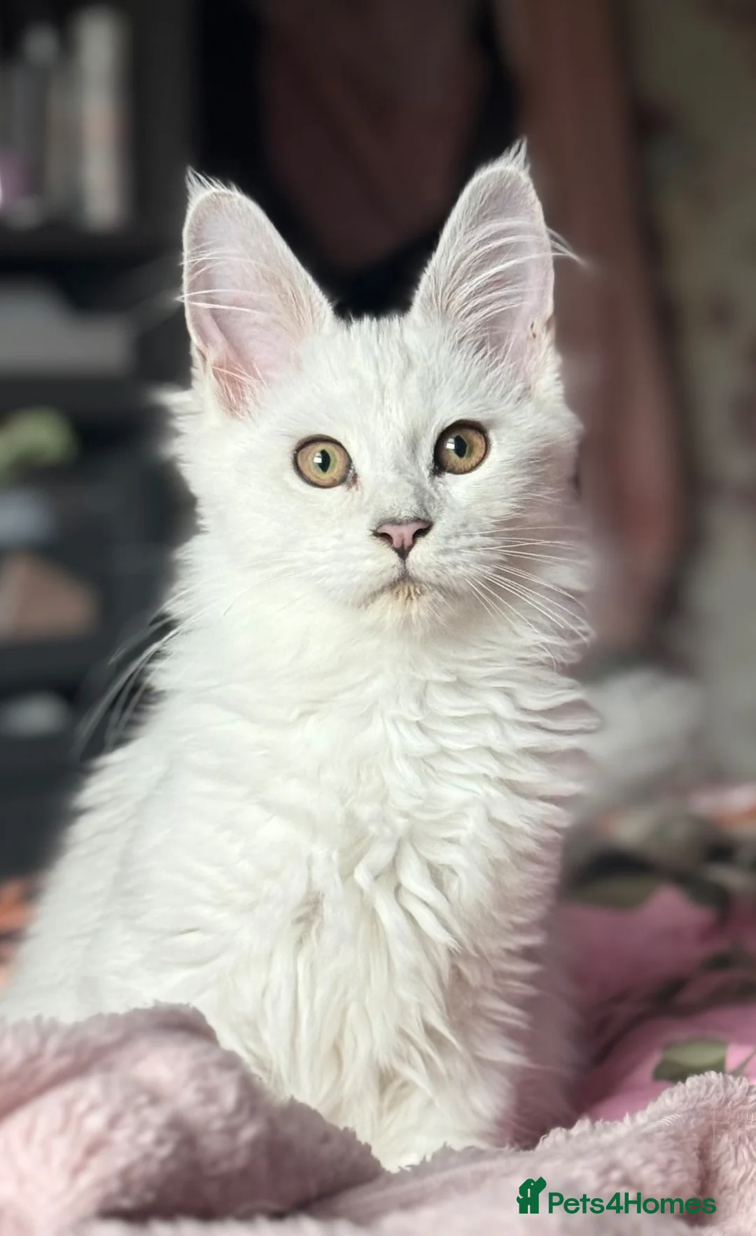 Maine Coon cats for sale: Stunning GCCF RegBlue Silver Shaded Female Kitten  - Advert 2