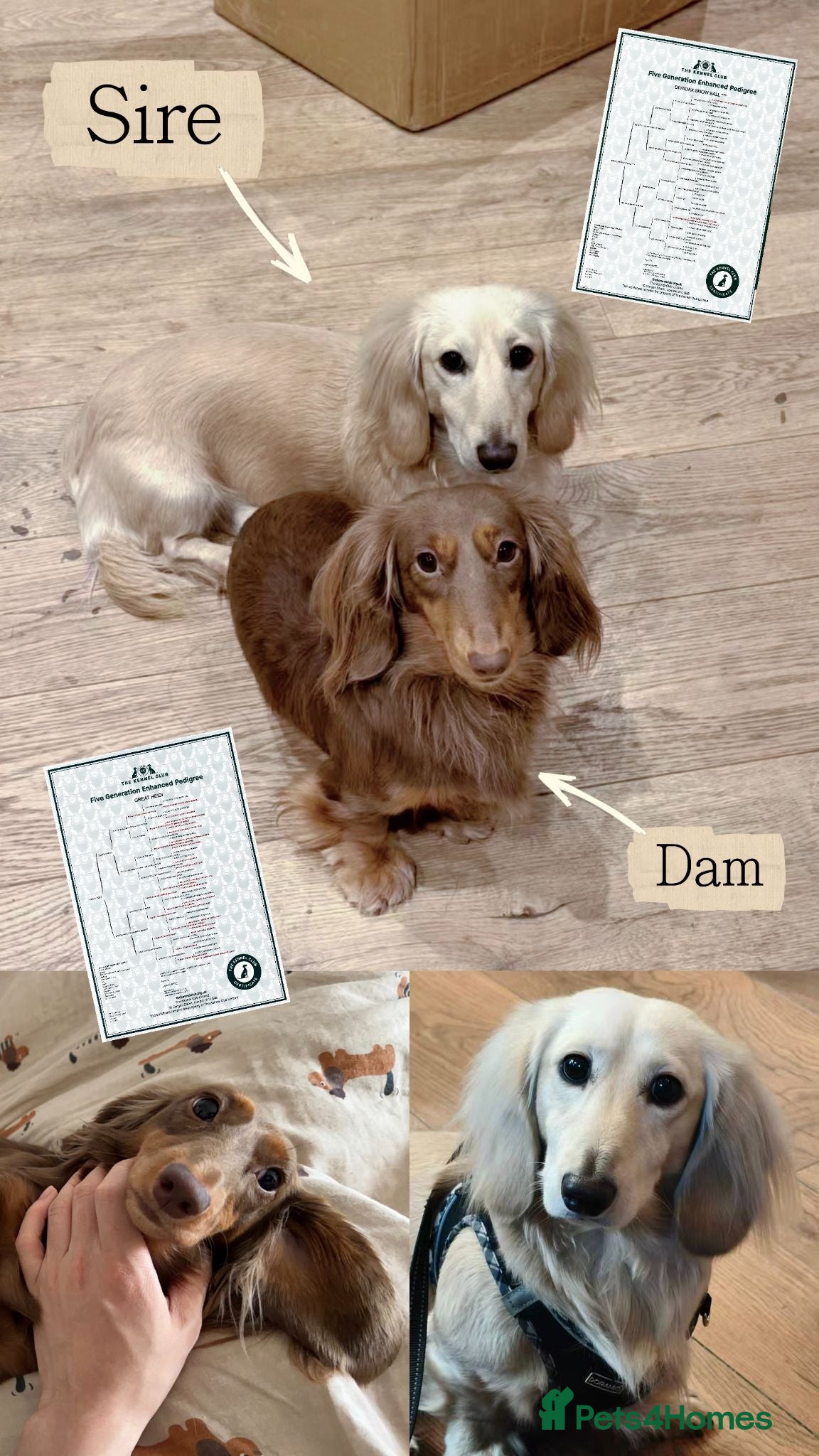 Miniature Dachshund dogs 🏆KC champion line Miniature Long Hair Dachshund - Advert 2
