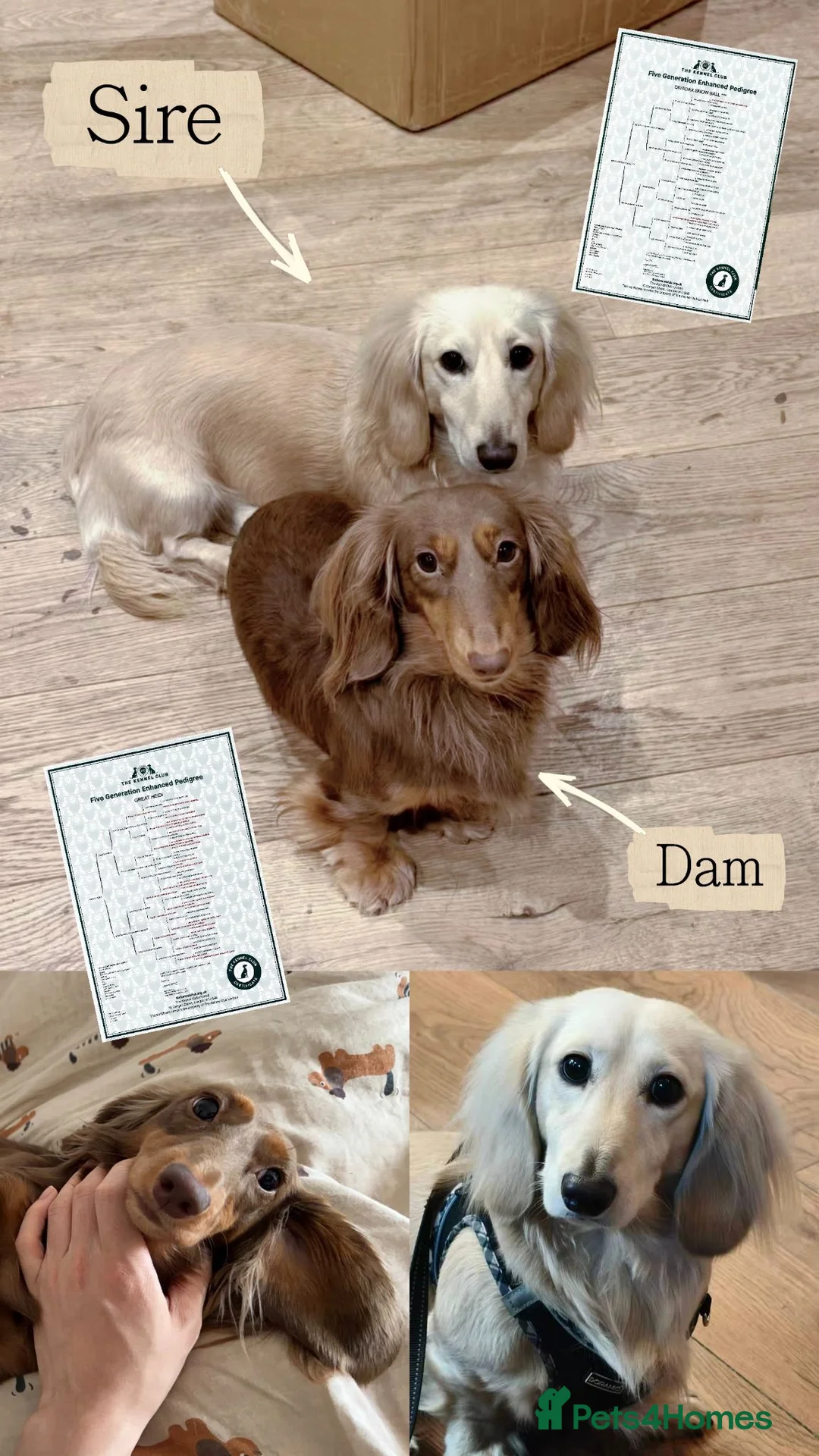 Miniature Dachshund dogs for sale: 🏆KC champion line Miniature Long Hair Dachshund - Advert 2