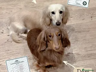 Miniature Dachshund dogs 🏆KC champion line Miniature Long Hair Dachshund - Advert 2