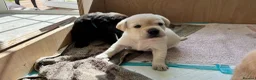 Labrador Retriever dogs for sale: Labrador puppies in Braintree - Advert 5