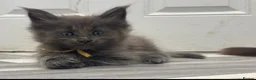 Maine Coon cats for sale: Stunning GCCF Registered Maine Coon Kittens  - Advert 8